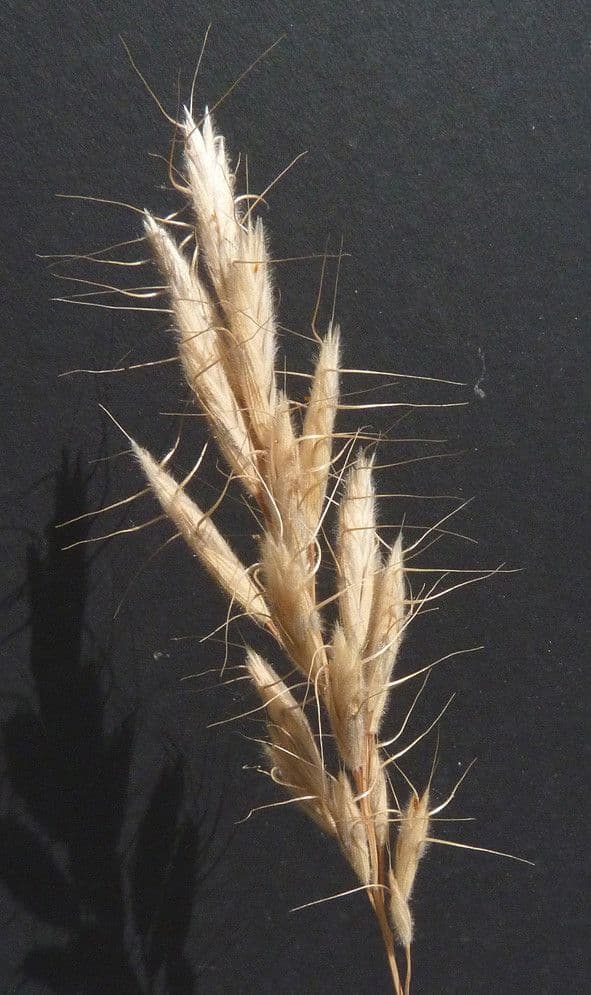 Brome lancéolé 27