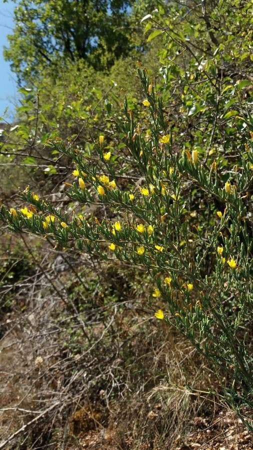 Lattuga viminea 7
