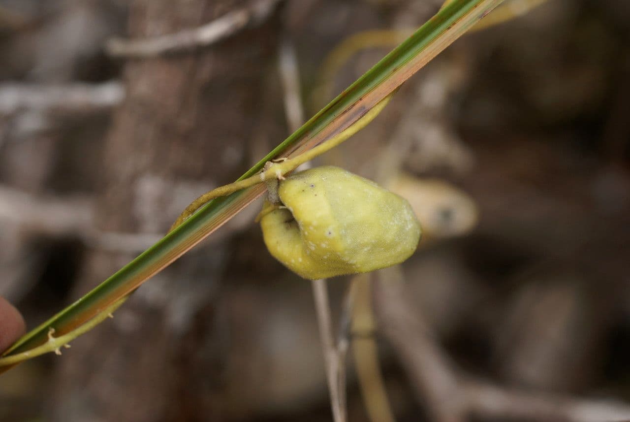 Dischidia 7