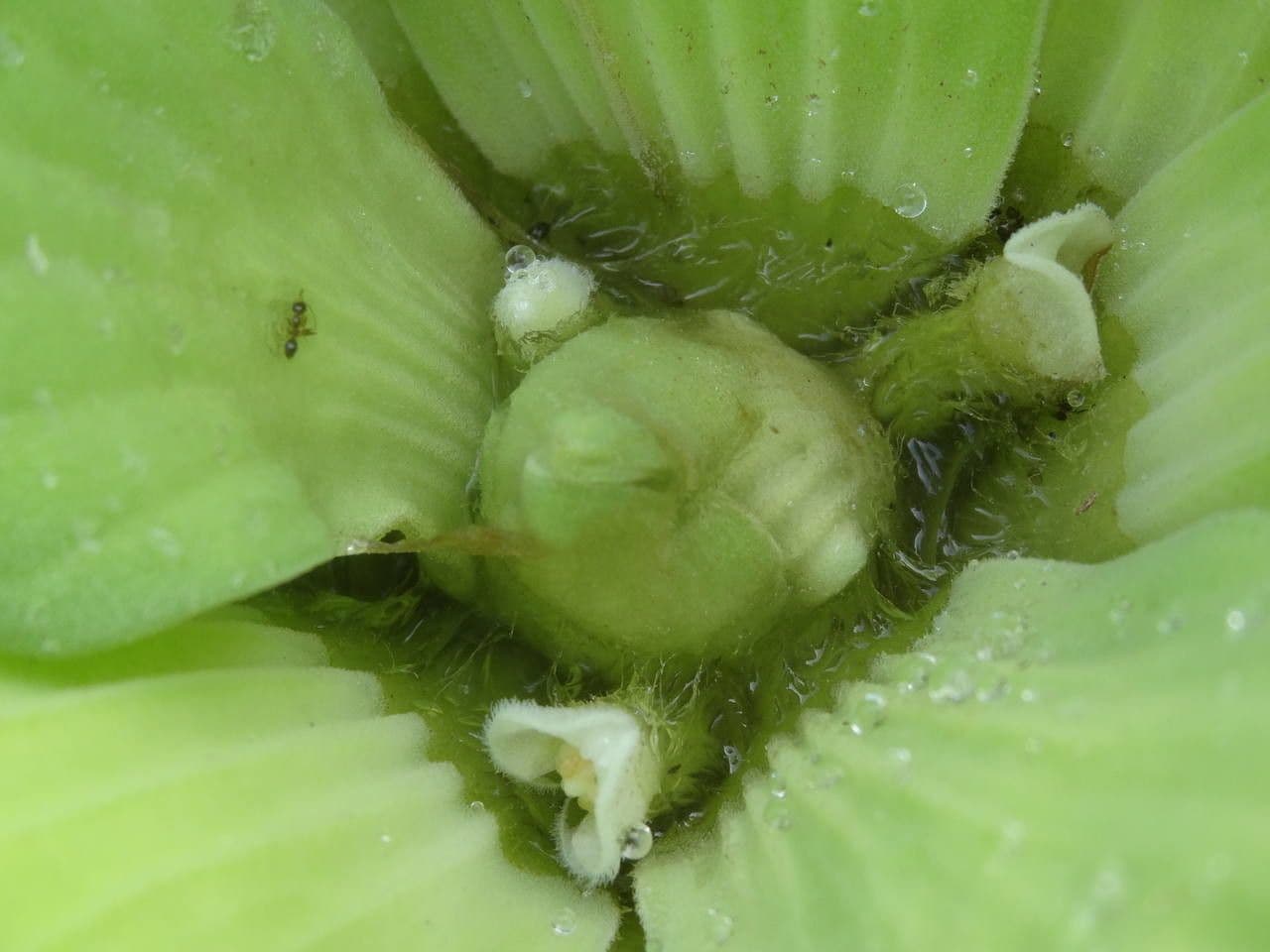 Lattuga d'acqua 5