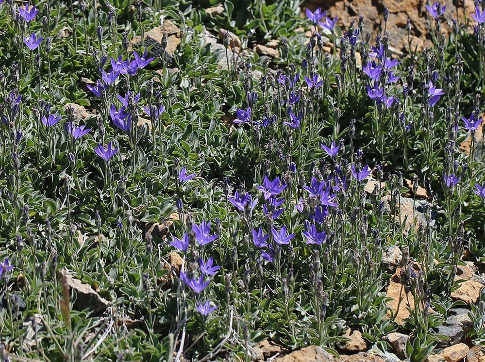 Campanula 8