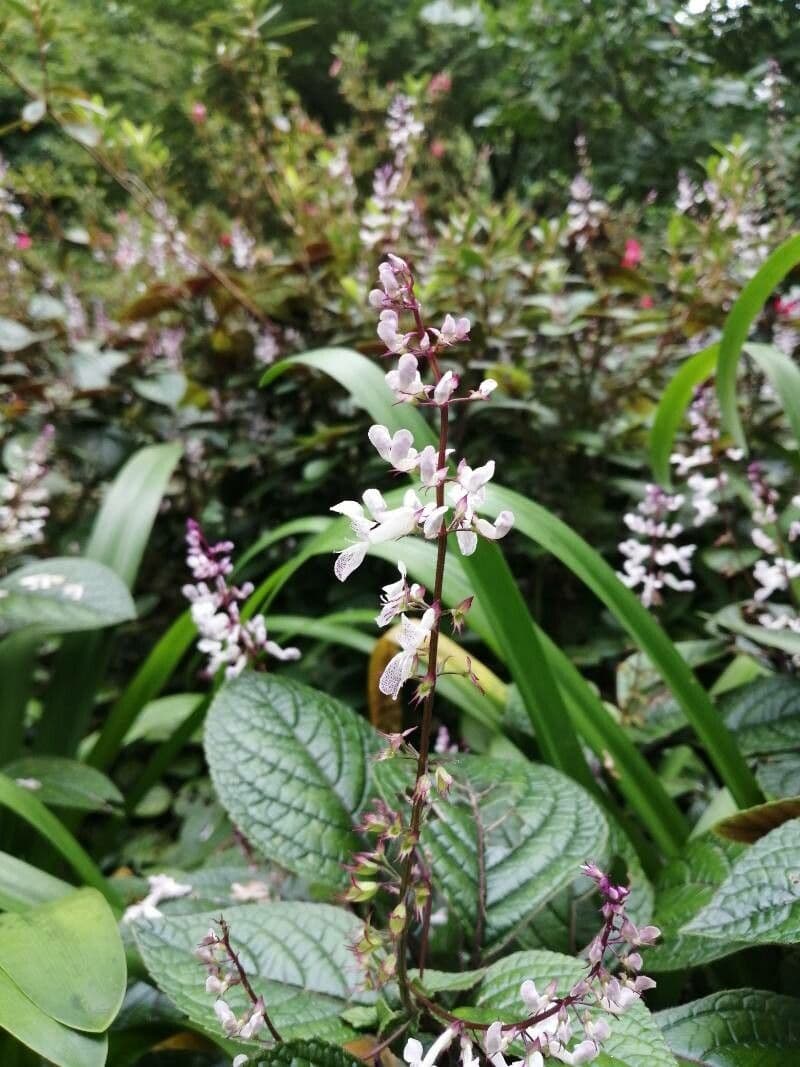 Plectranthus 5