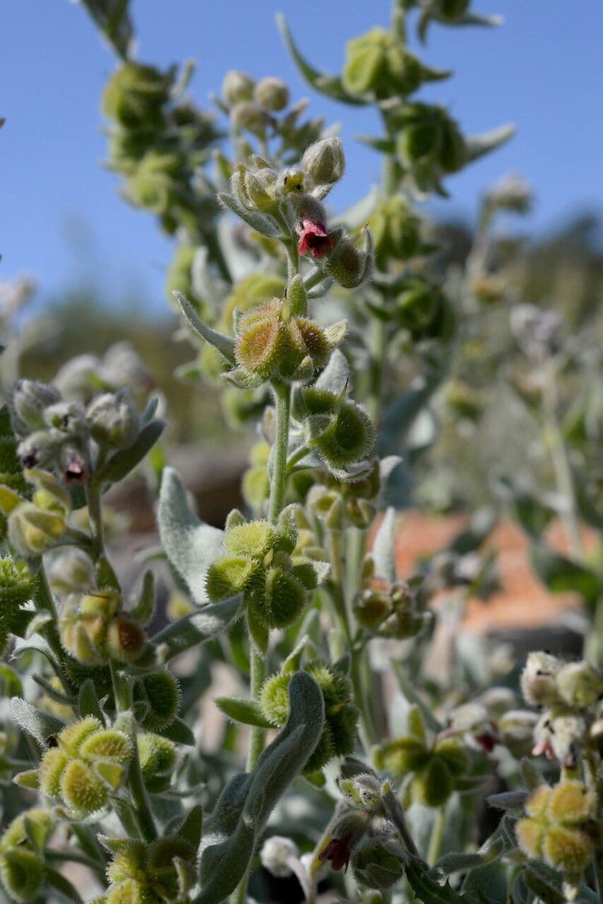 Pardoglossum cheirifolium 2