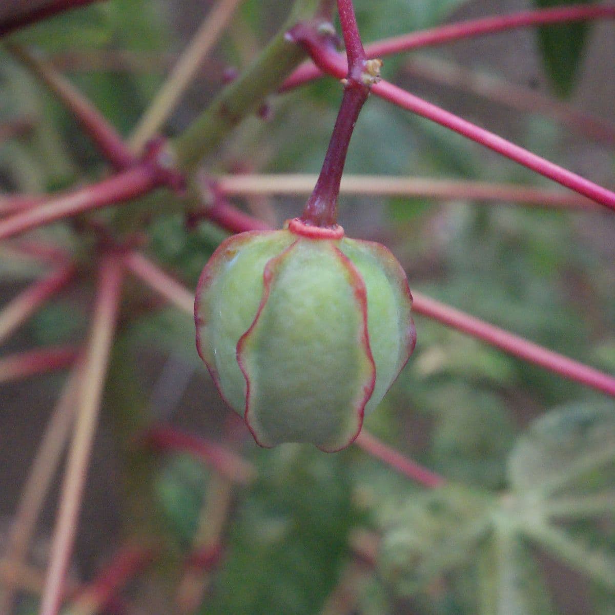 Zanthoxylum 5