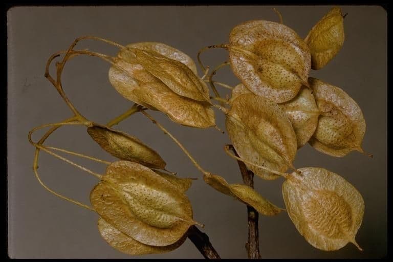 Ptelea crenulata 4