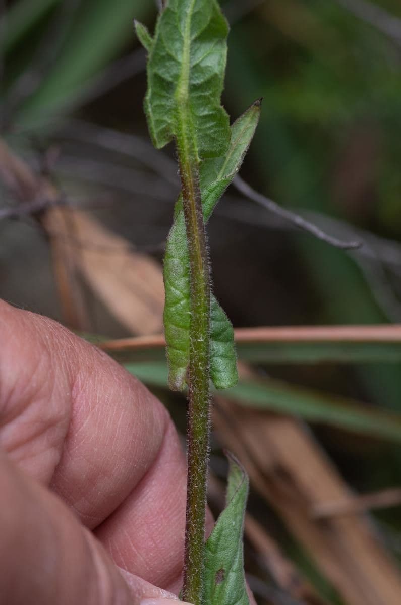 Pulicaria odora 21