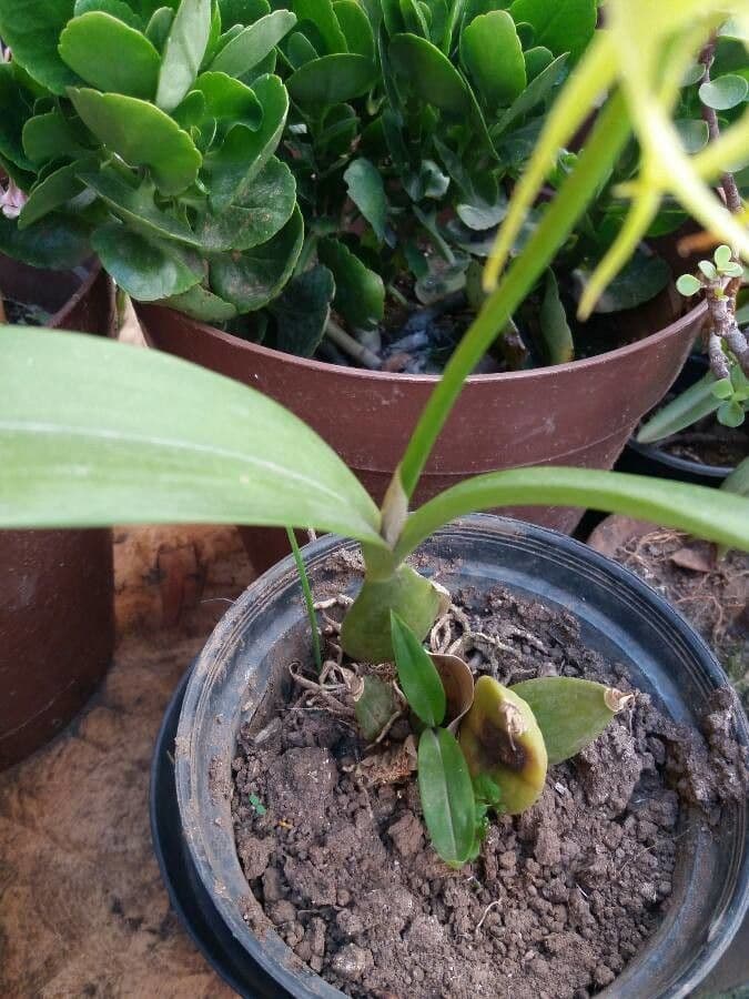 Orchidea conchiglia 8
