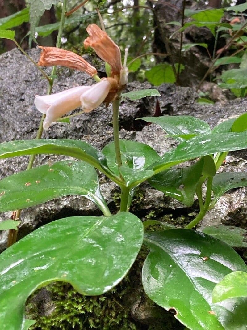 Hemiboea