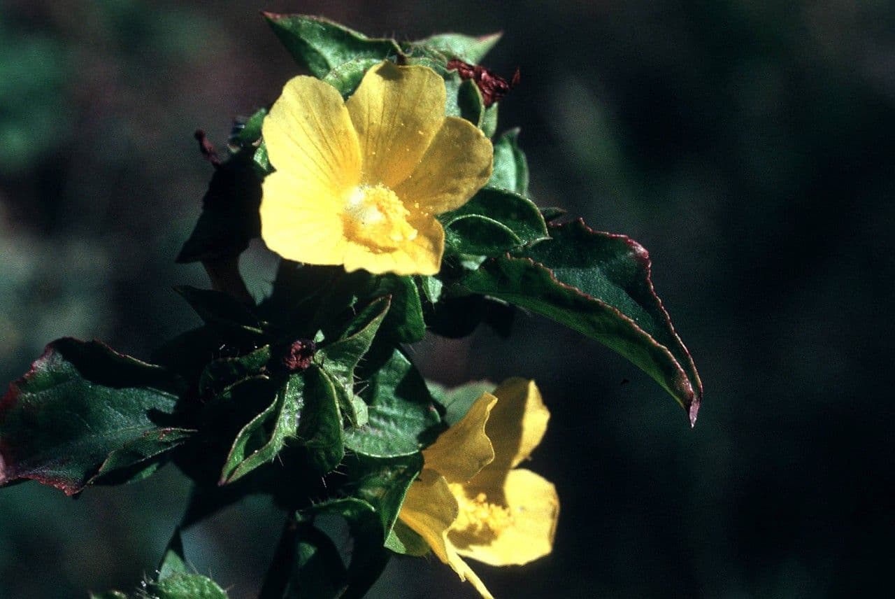 Malachra 11