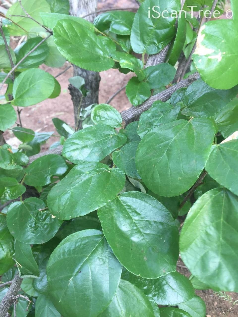 Grewia 12