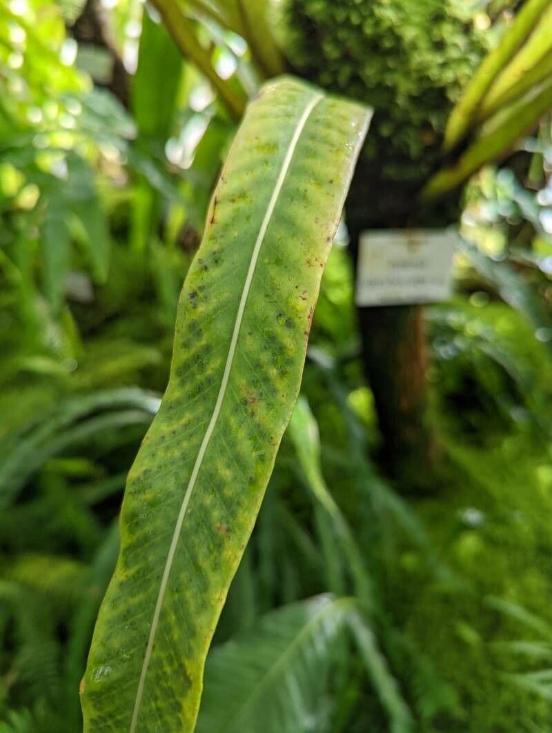 Pyrrosia 4