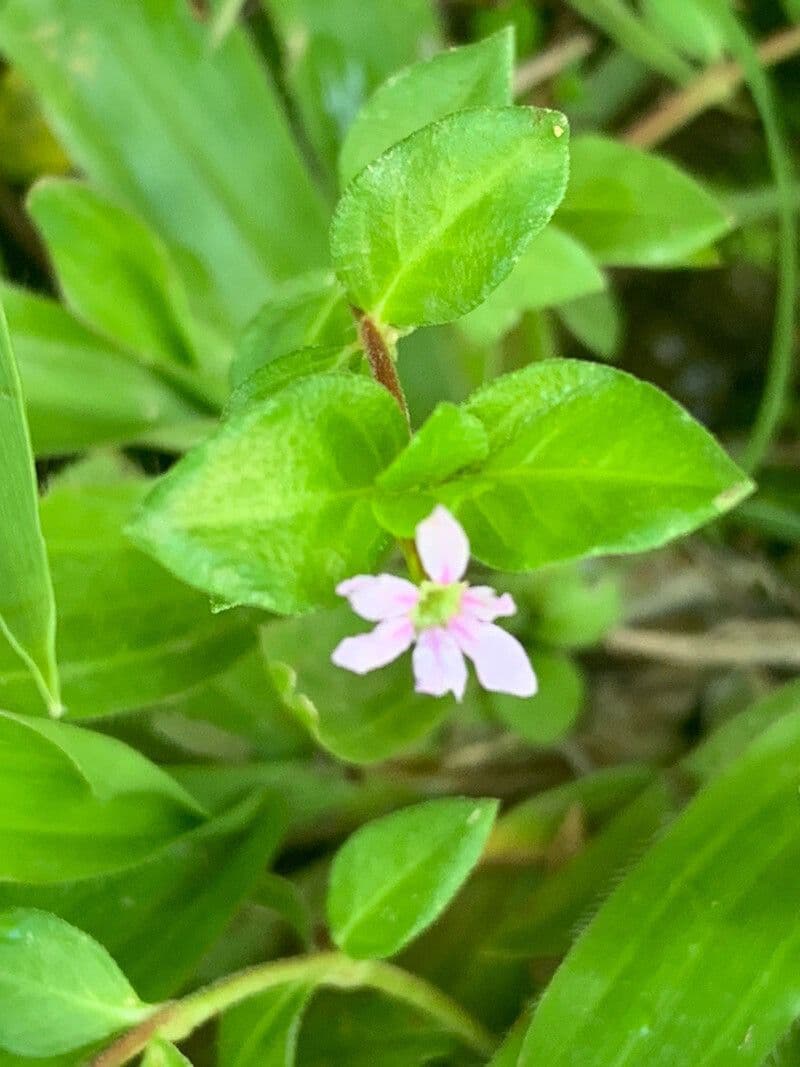 Cuphea strigulosa 3