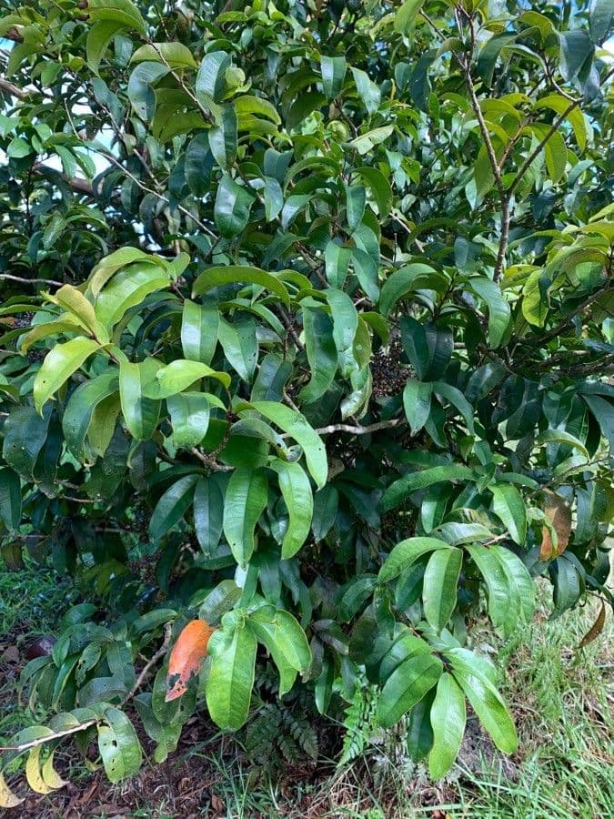 Syzygium 8