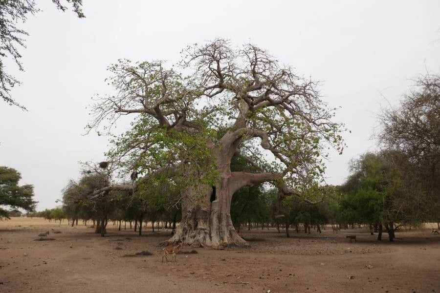 Baobab 25