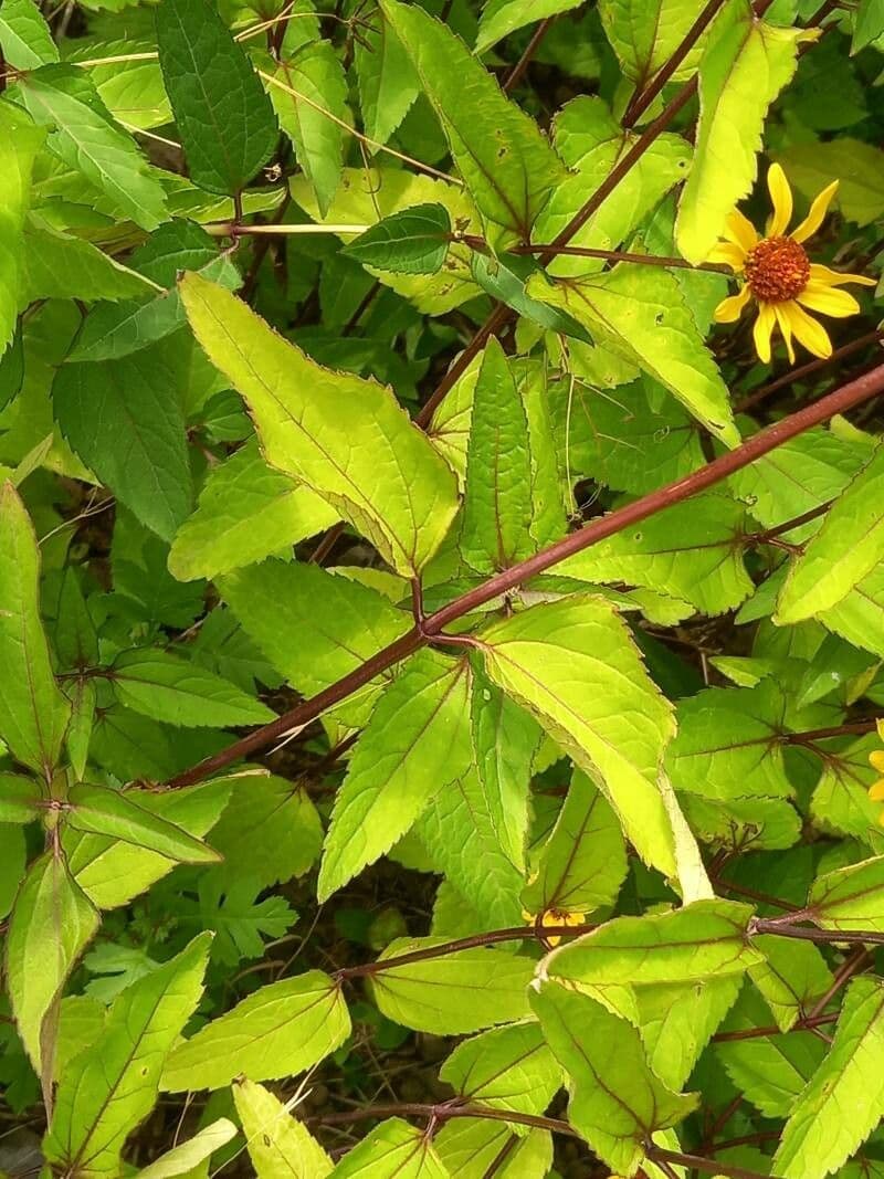 Girasole pauciflora 15