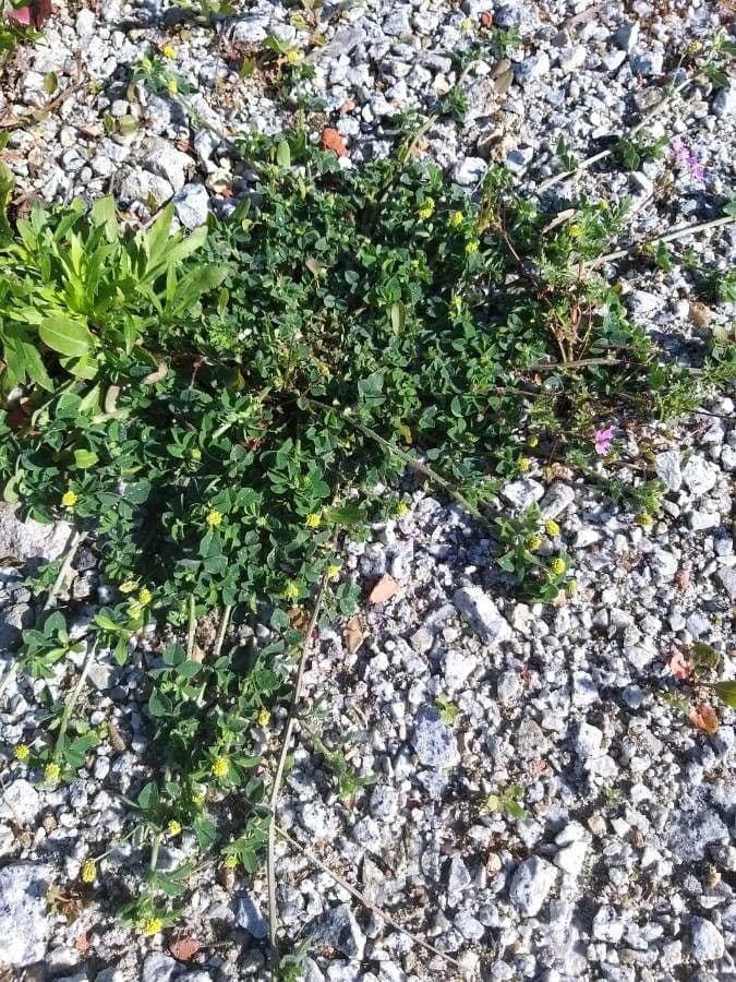 Erba medica minima 13