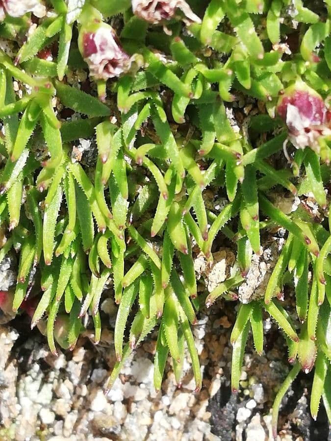 Arenaria biflora 14