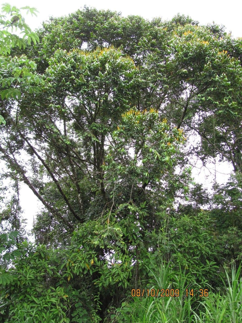 Vochysia 11