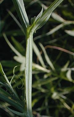 Cicerchia pelosa 23