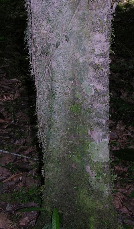 Nectandra 4