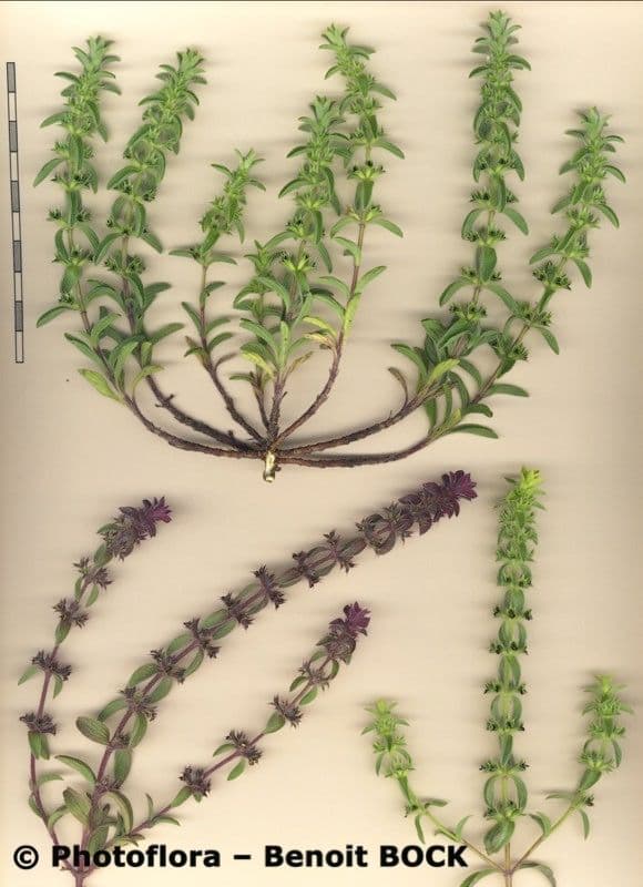 Berg-Gottesgnadenkraut 26