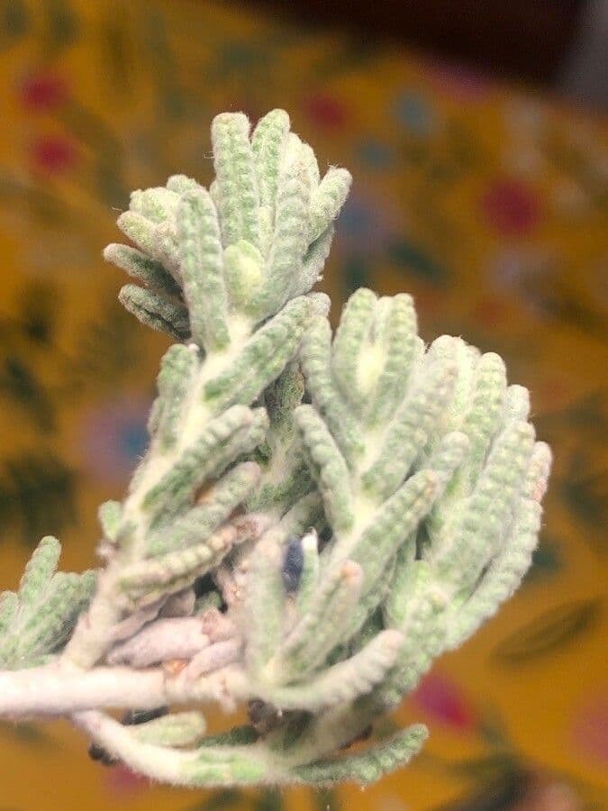 Teucrium 12