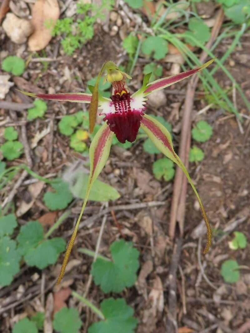 Caladenia