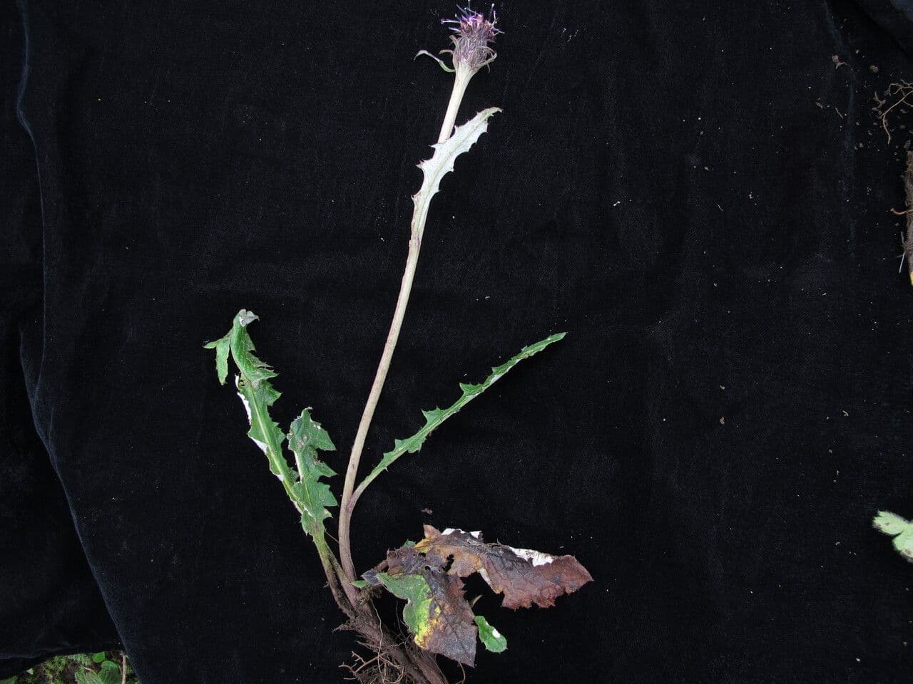 Saussurea