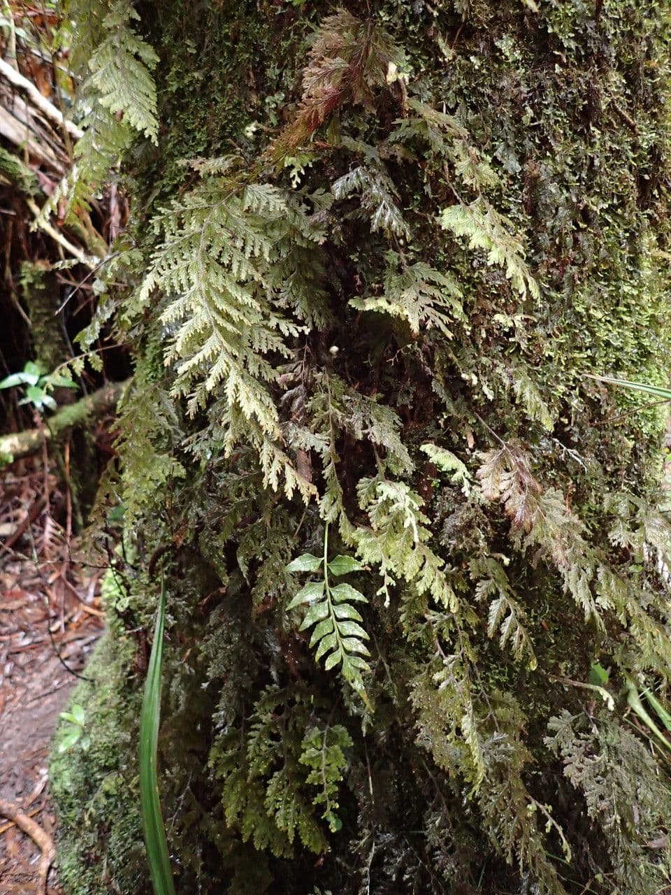 Hymenophyllum 4