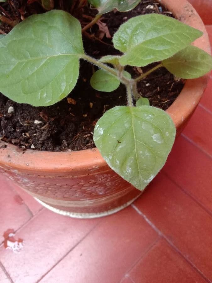 Physalis pubescent 17