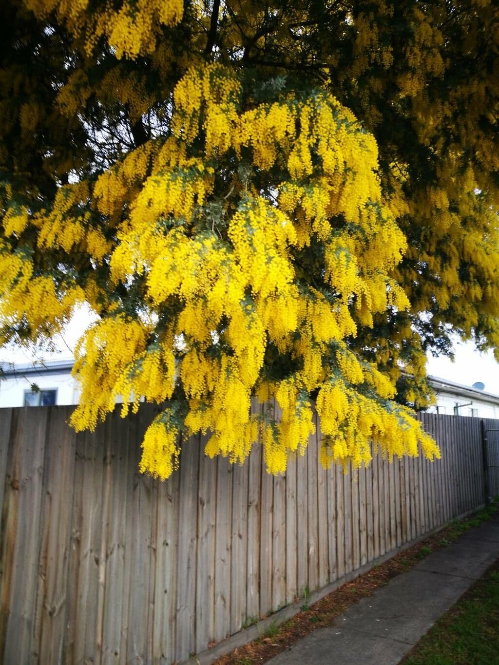 Acacia di Bailey 8