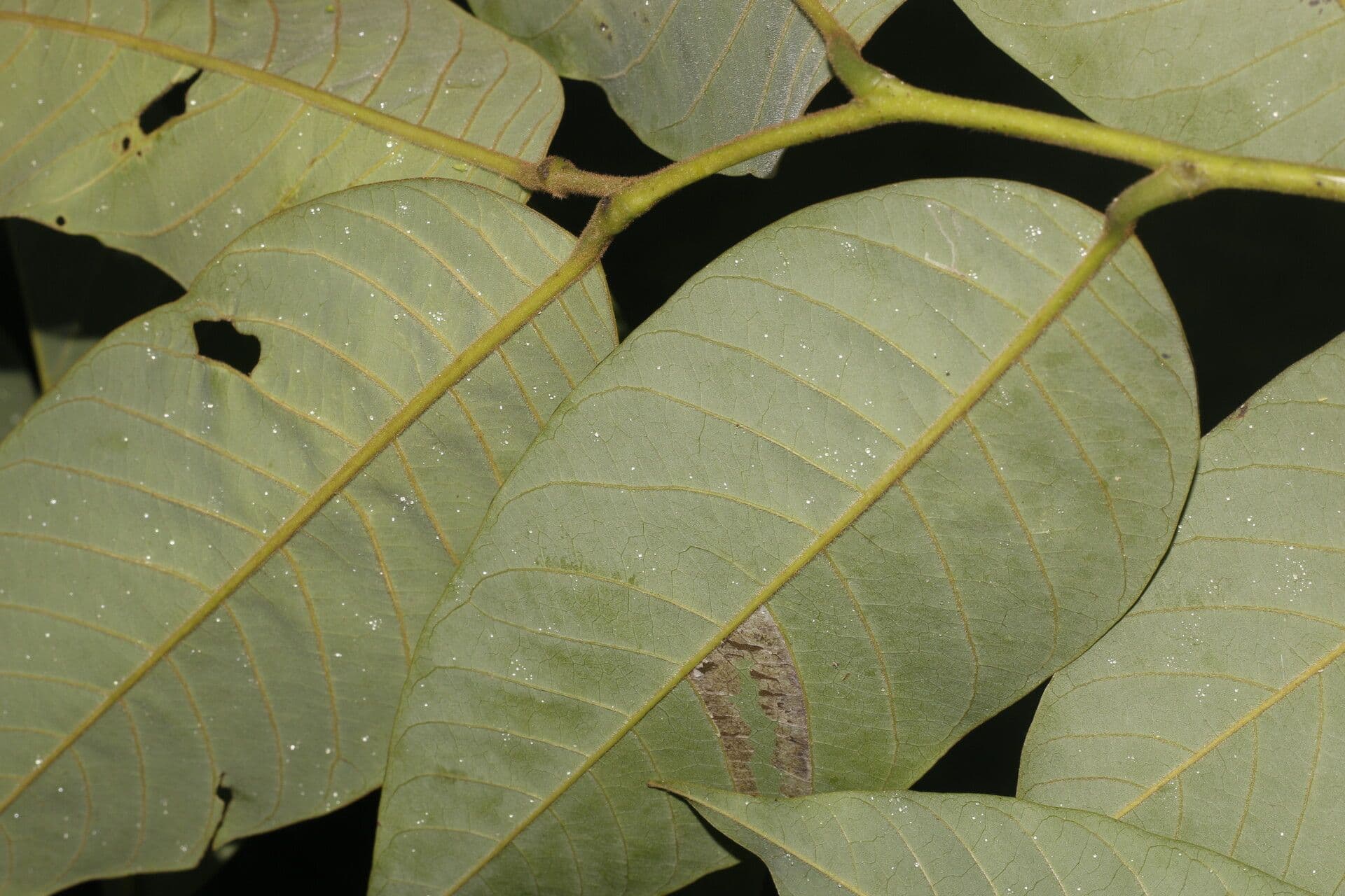 Annona 13