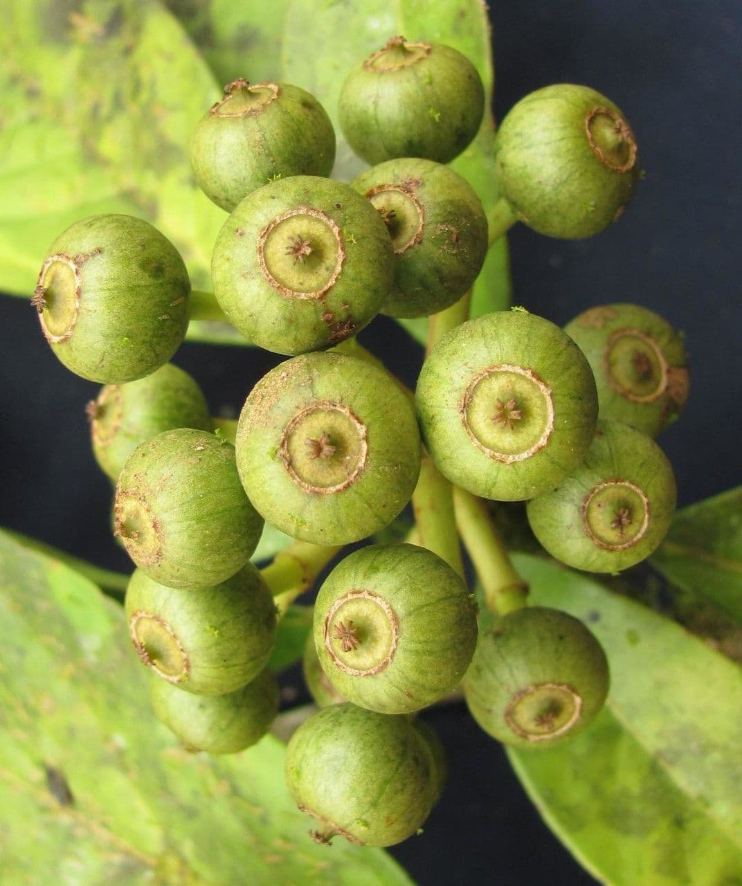 Dendropanax caucanus