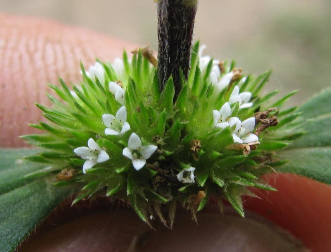 Mitracarpus hirtus 20