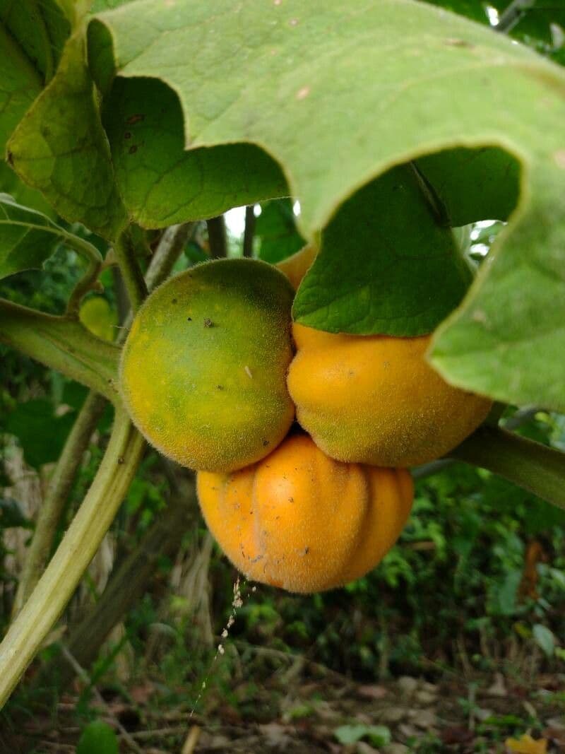 Solano 3