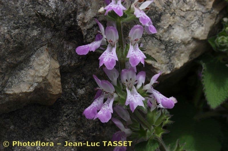 Santoreggia sinuosa