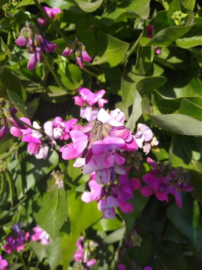 Dipogon lignosus 4