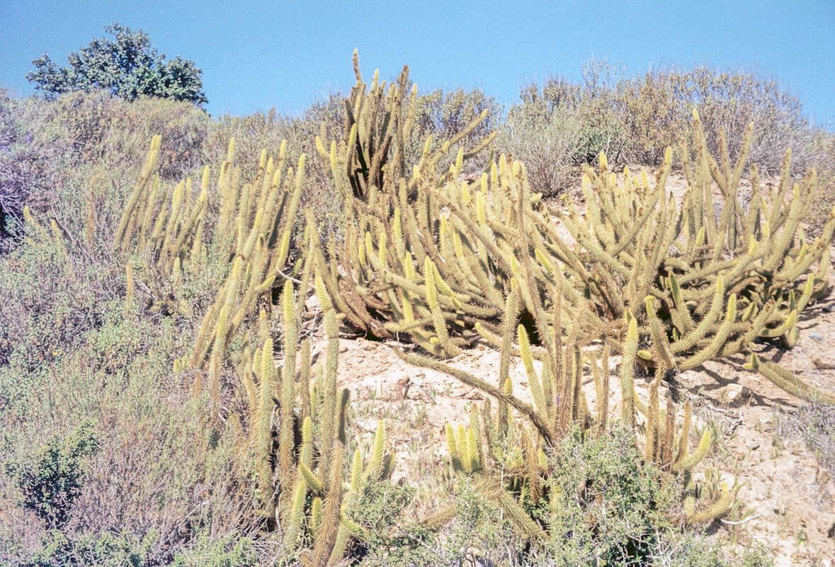 Cactus serpente dorato