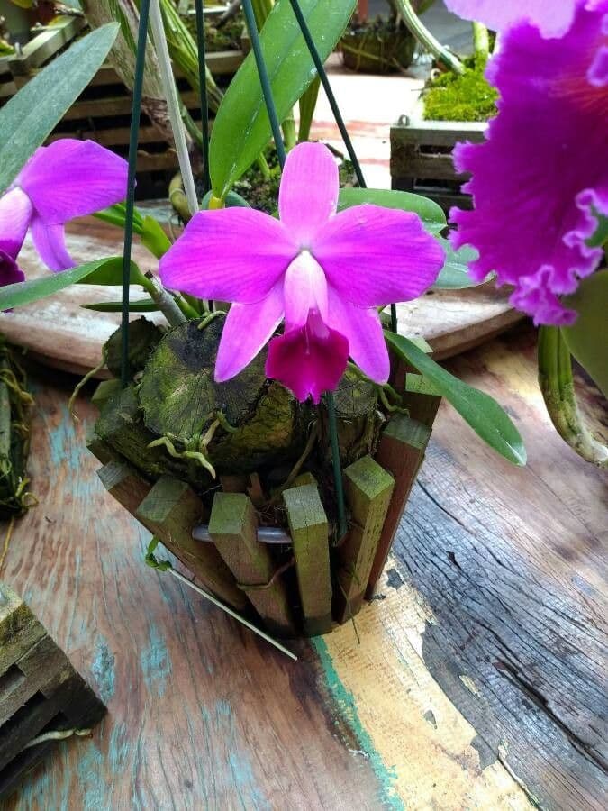 Dwarf Cattleya 4