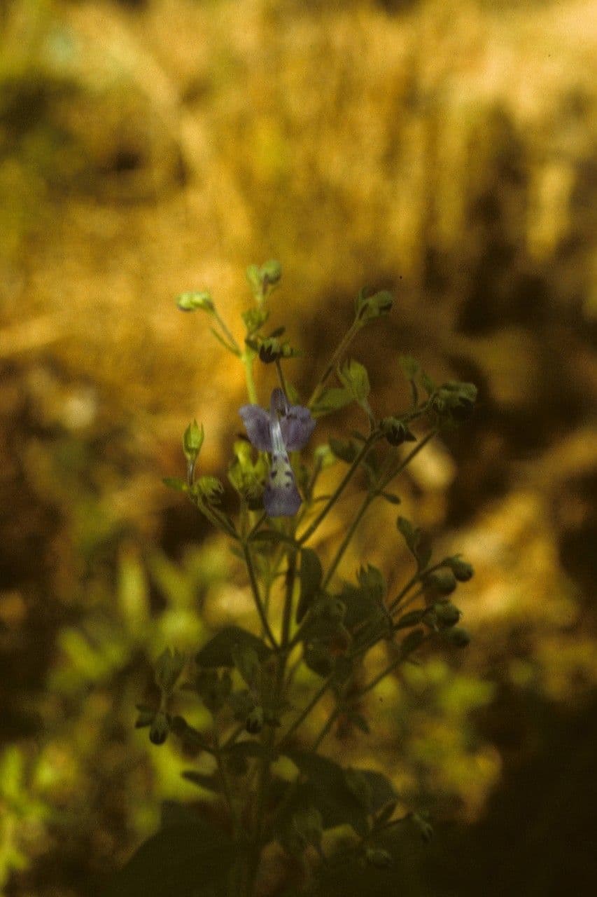 Trichostema Dichotomum 8