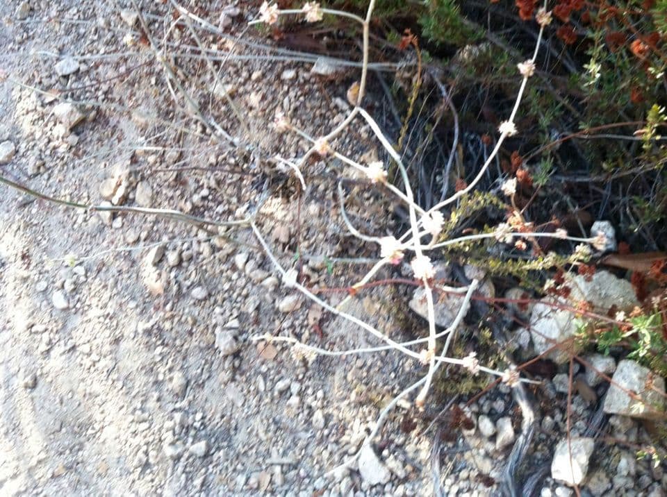 Eriogonum elongatum 6