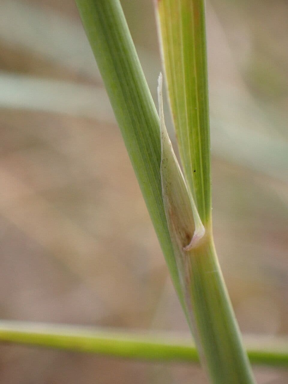 Třtina křovištní 23