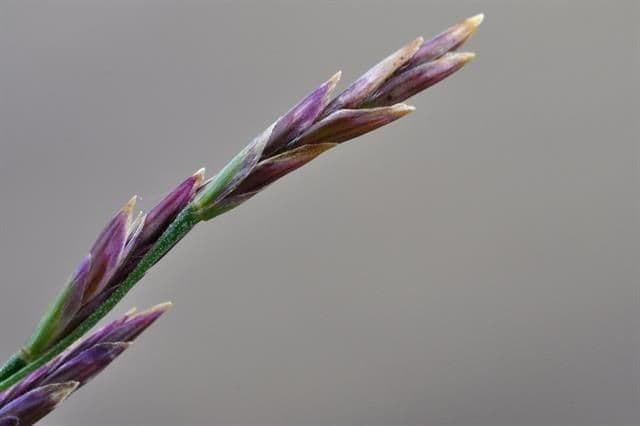 Andelgras 6