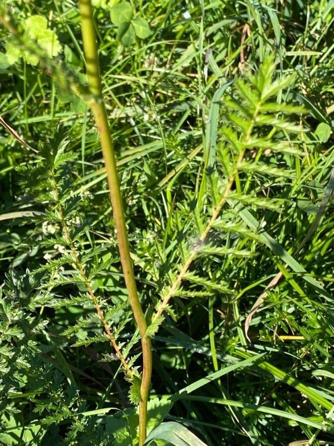 Filipendula comune 16
