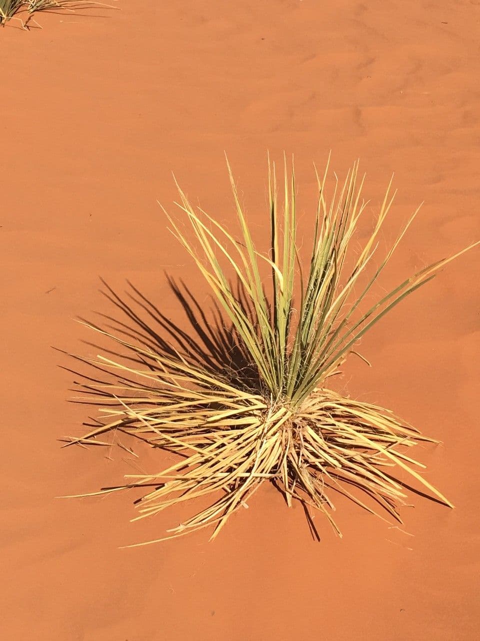 Schmalblättrige Yucca