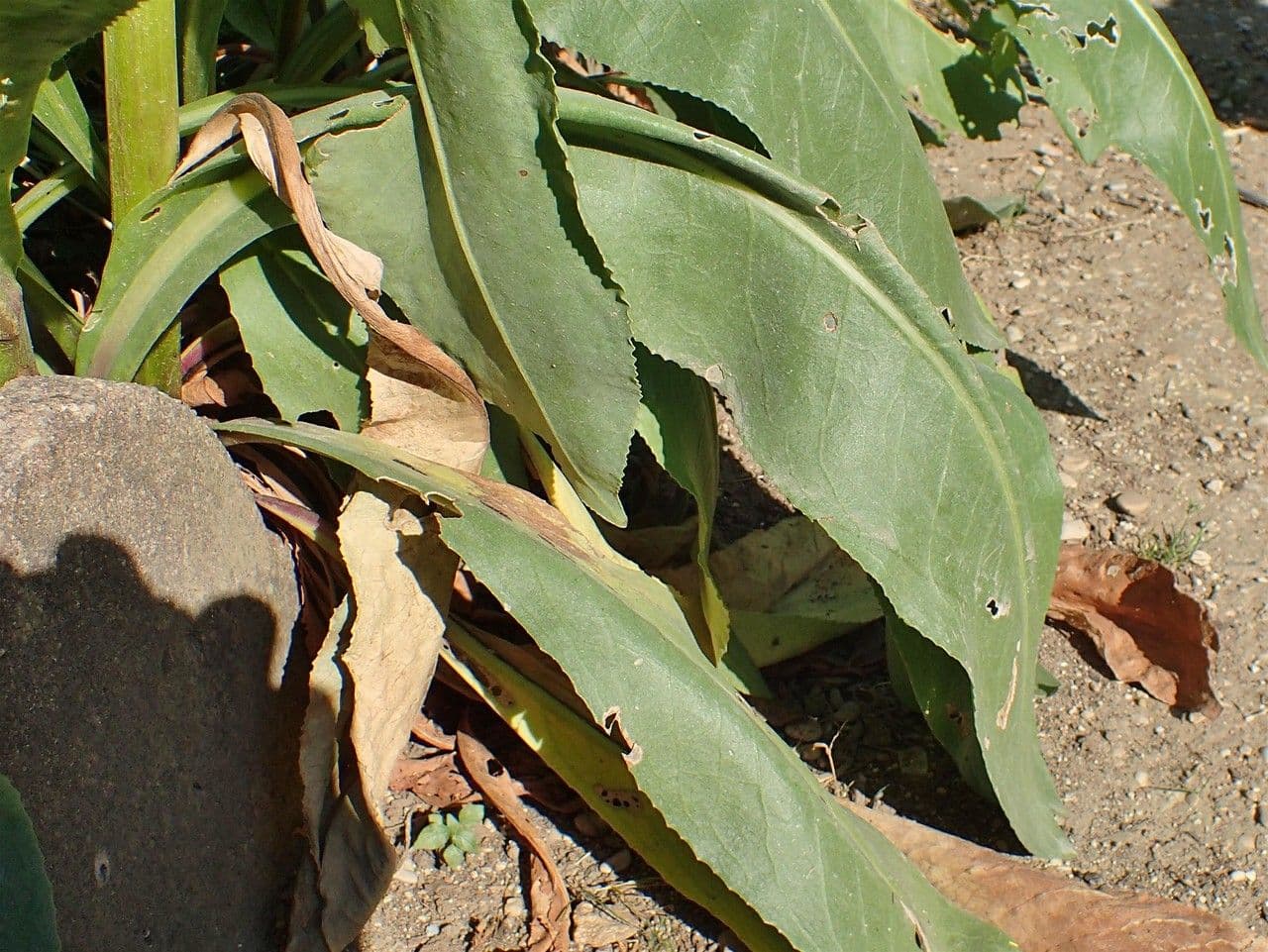 Senecio 9