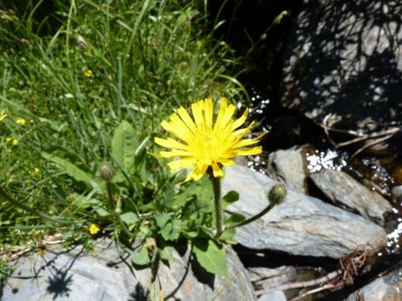 Willemetia stipitata 12