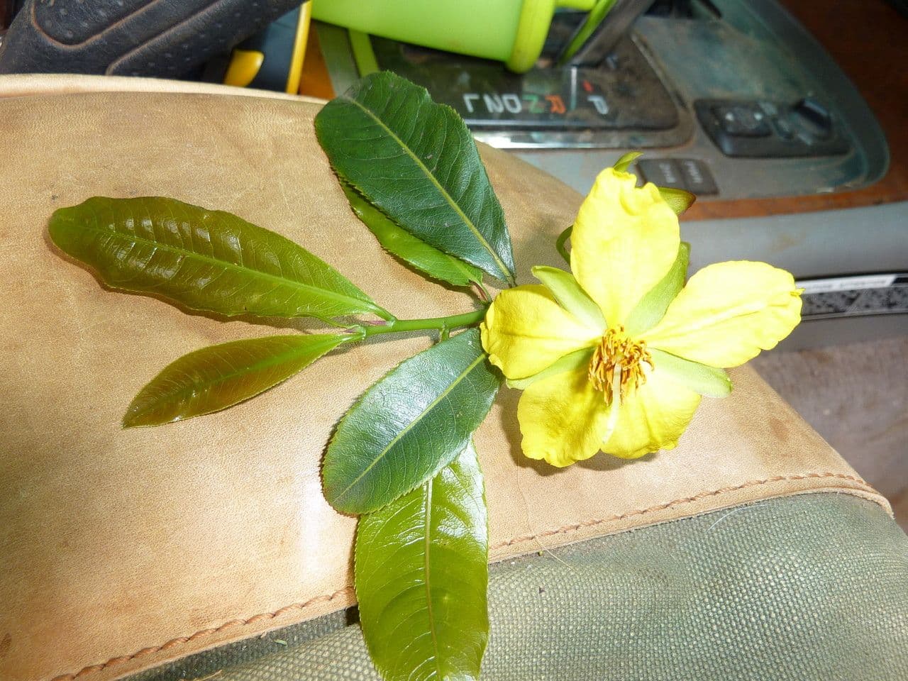Ochna 5