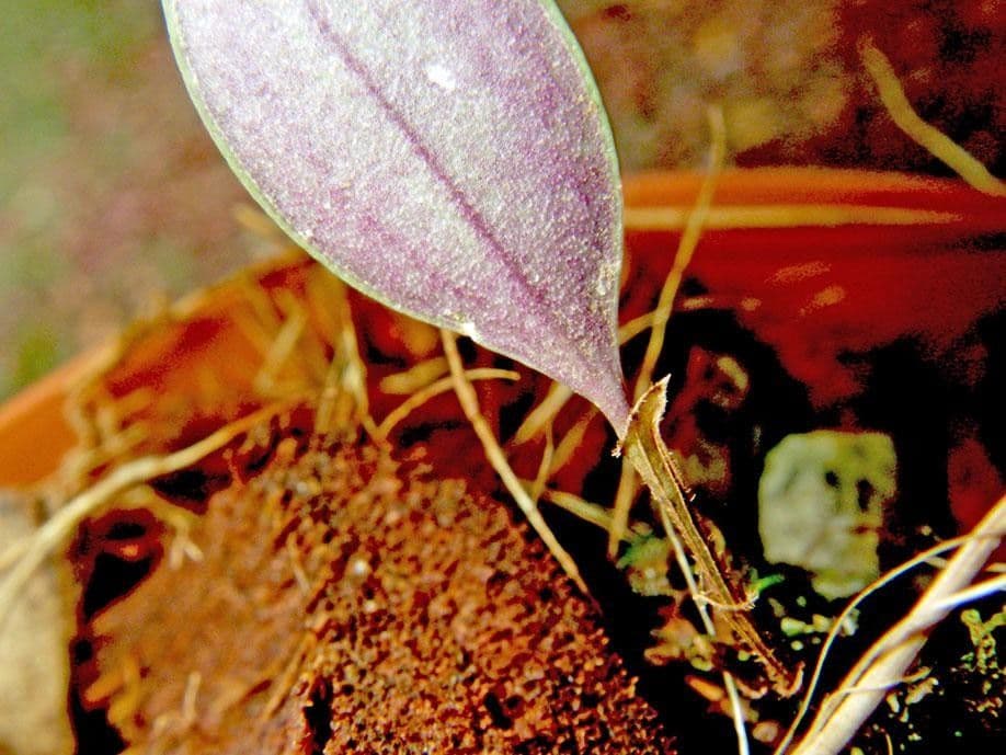Trichosalpinx 10