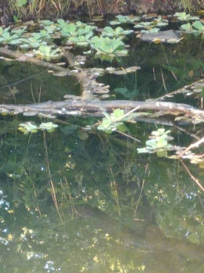 Lattuga d'acqua 16